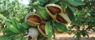 Ferragnes Badem Fidanı