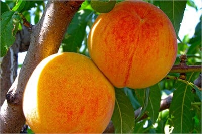 Şentürk Şeftali Fidanı