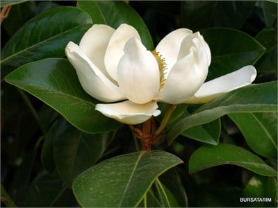 Manolya Fidesi (Grandflora)