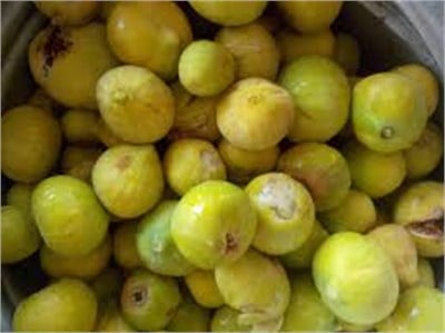 Sarı Lop İncir Fidanı