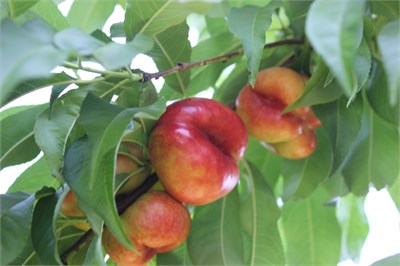 Platerina 264 Nektarin Fidanı