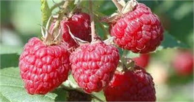 Meeker Ahududu Fidanı