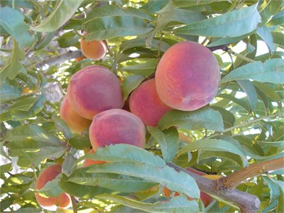 Caldesi 2000 Nektarin Fidanı