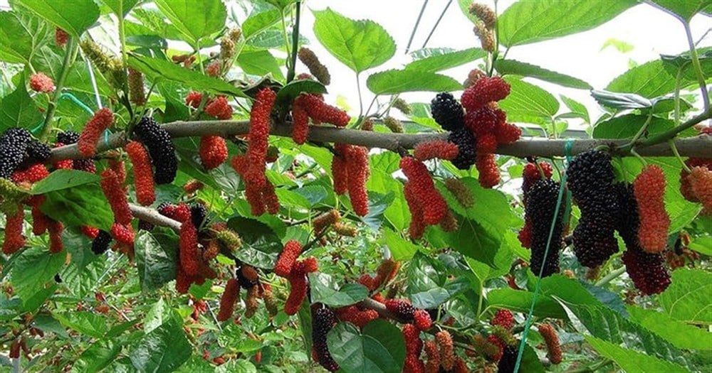 Avustralya Kara Dut Fidanı