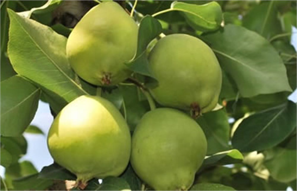 Bahribey Armut Fidanı