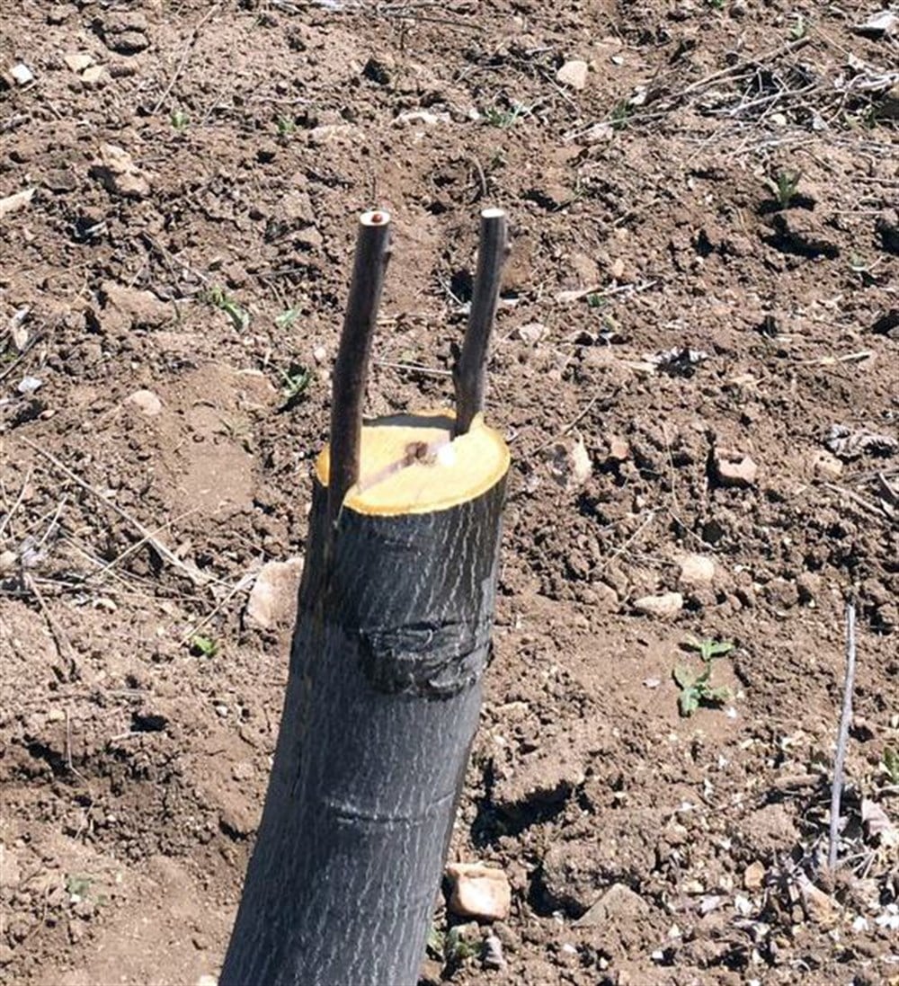 Chandler Ceviz Aşı Kalemi