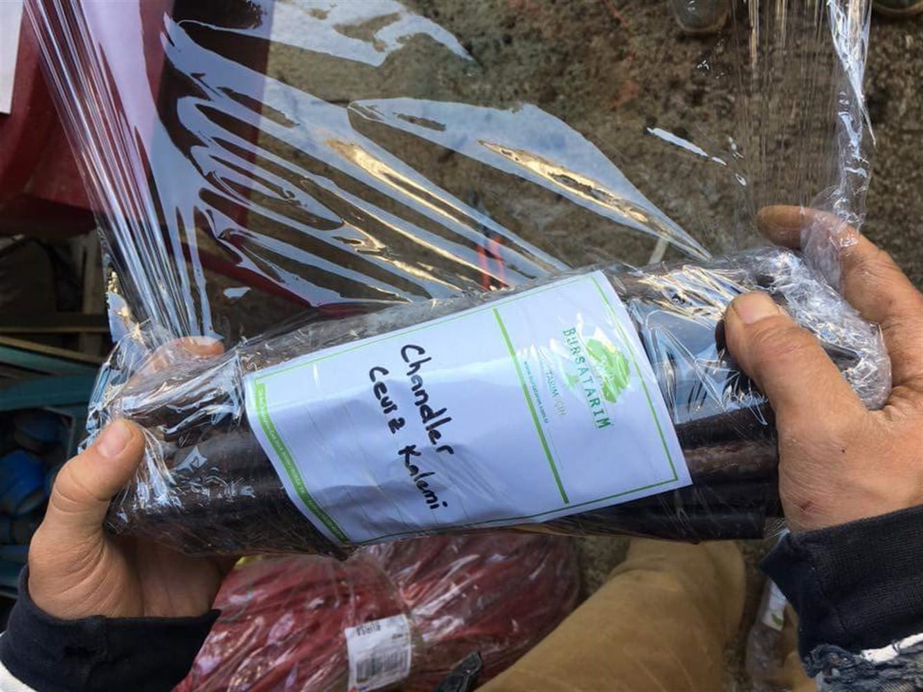 Chandler Ceviz Aşı Kalemi