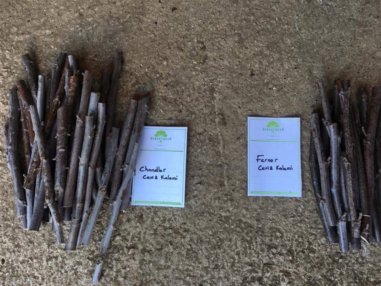 Chandler Ceviz Aşı Kalemi