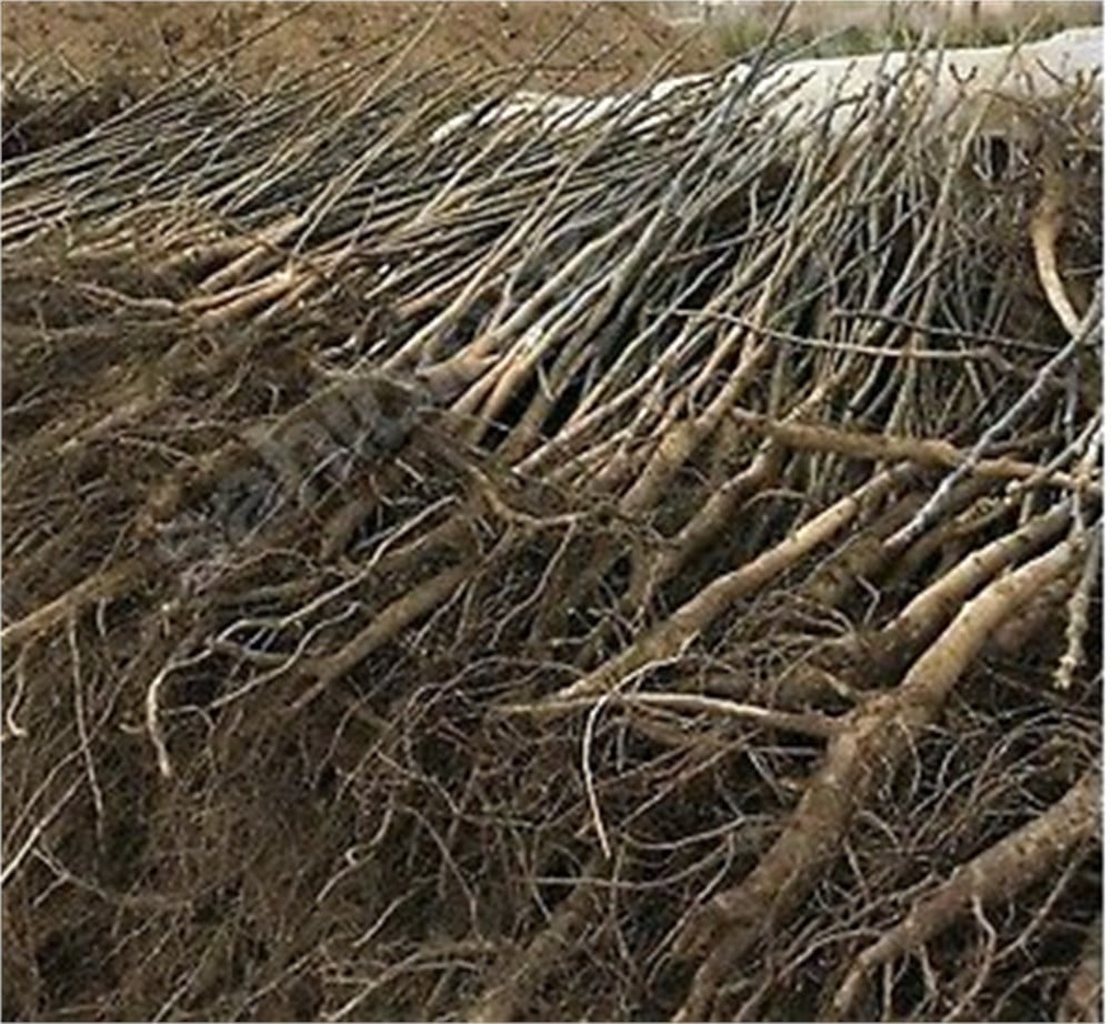 Çöğür ( Ceviz) x100lü