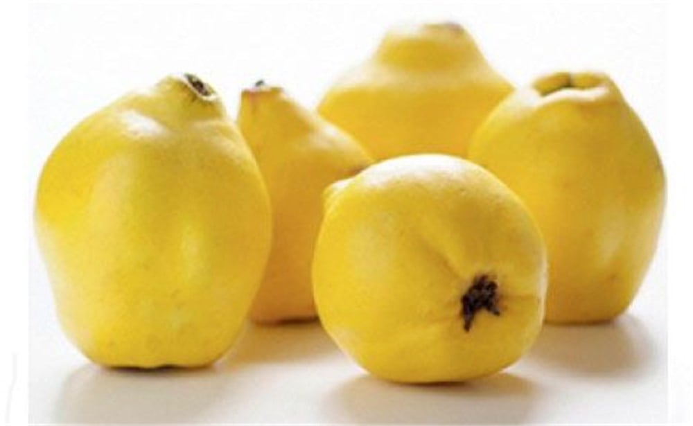 Ekmek Ayvası Fidanı