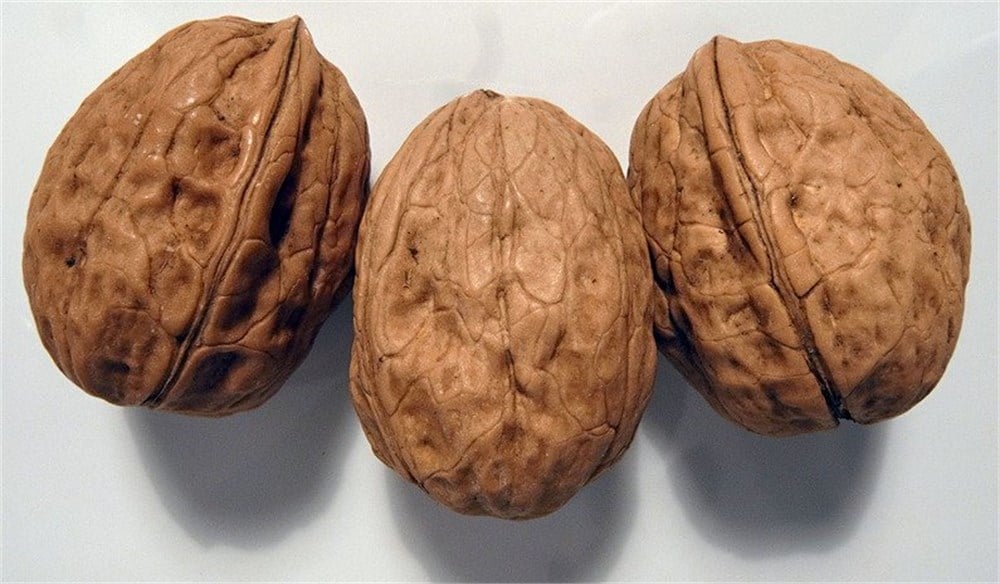 Fernor Ceviz Fidanı