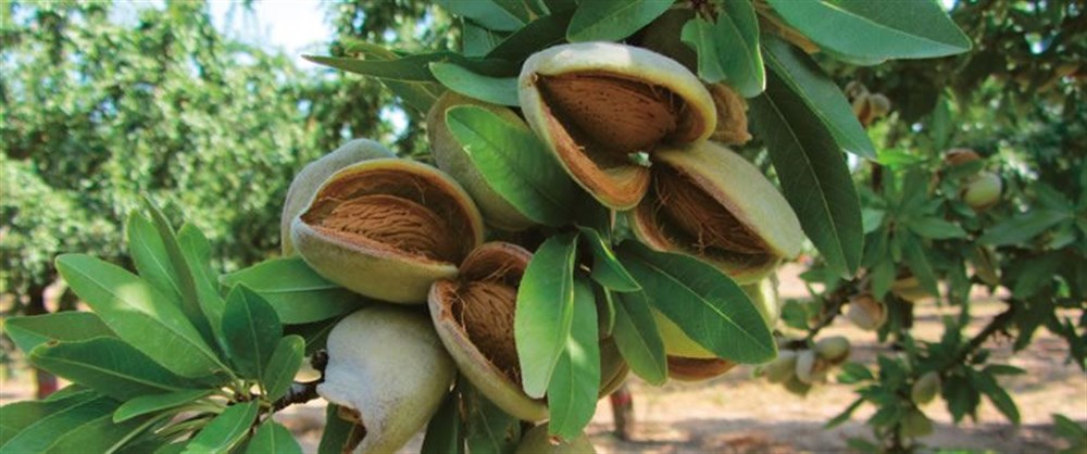 Ferradual Badem Fidanı