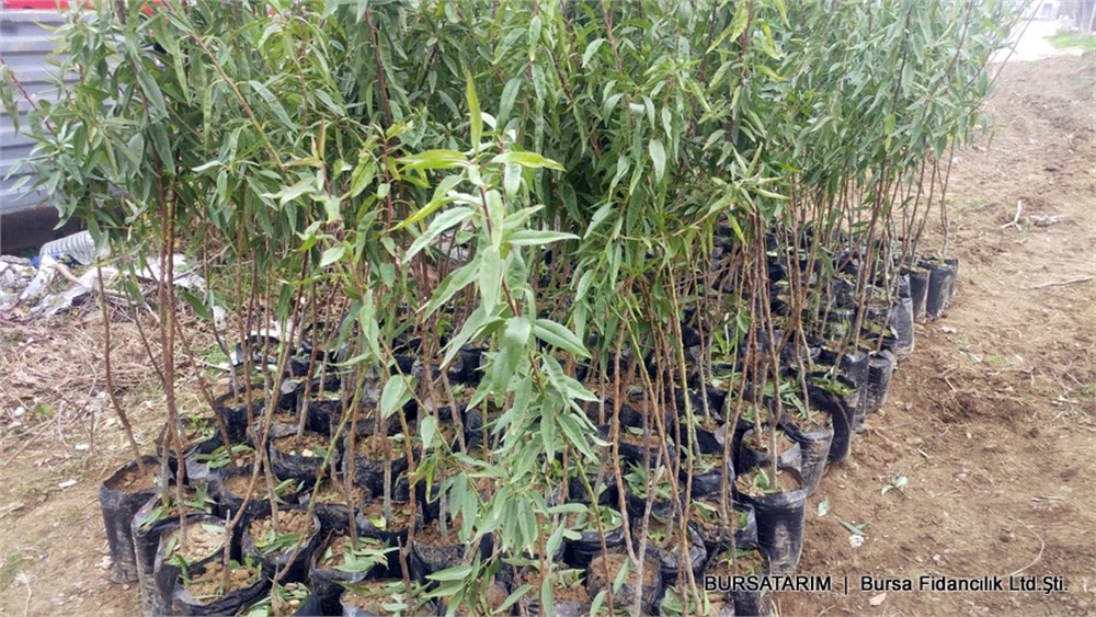 Ferragnes Badem Fidanı