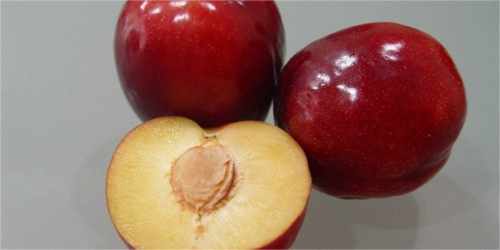 Fortune Erik Fidanı