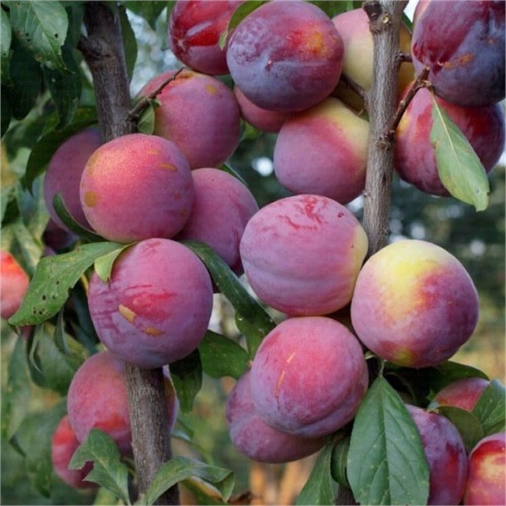 Fortune Erik Fidanı