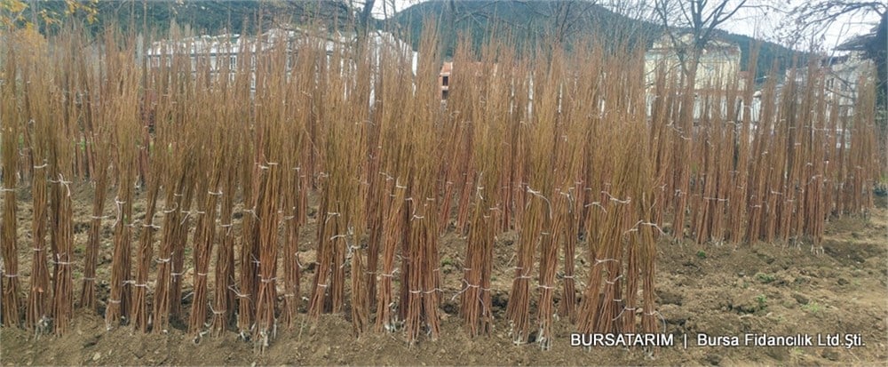 Hachiya Trabzon Hurma Fidanı