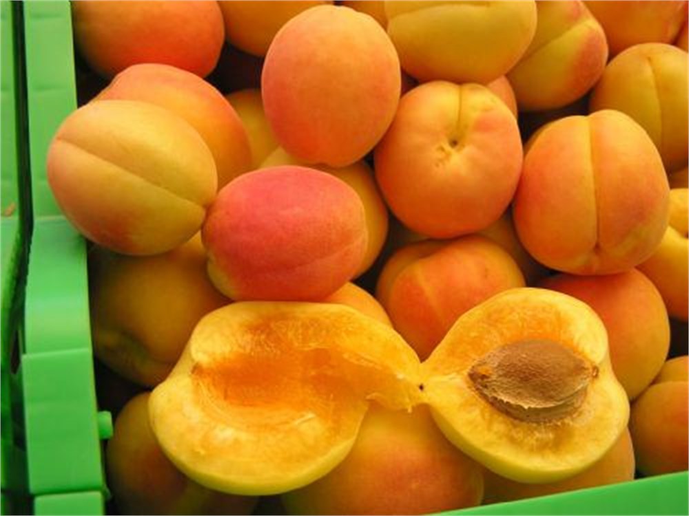 Iğdır Kayısı Fidanı