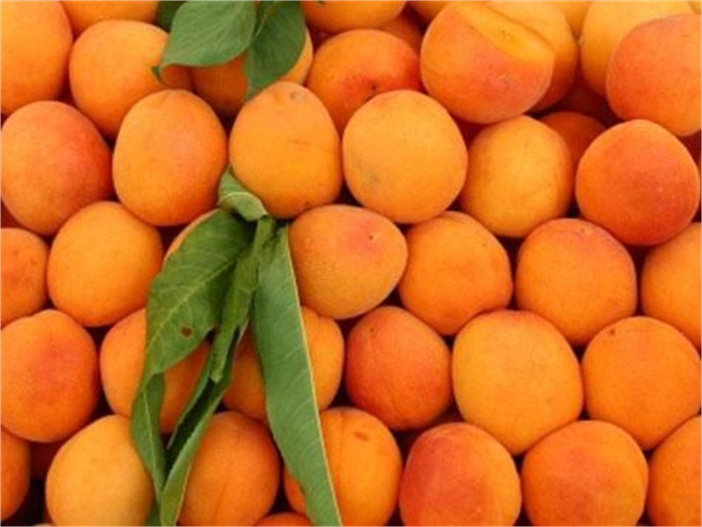 Iğdır Kayısı Fidanı