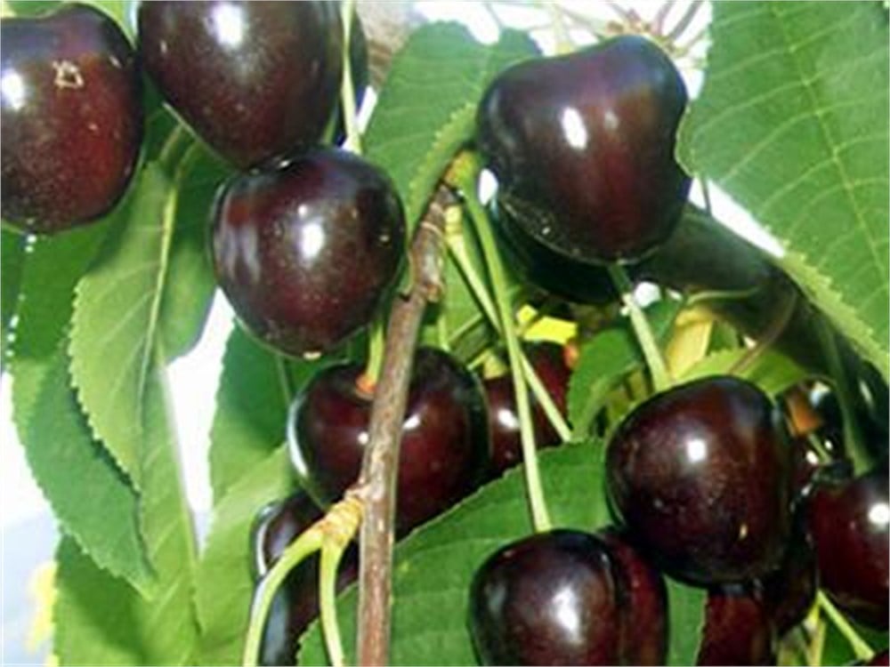 Karabodur Kiraz Fidanı