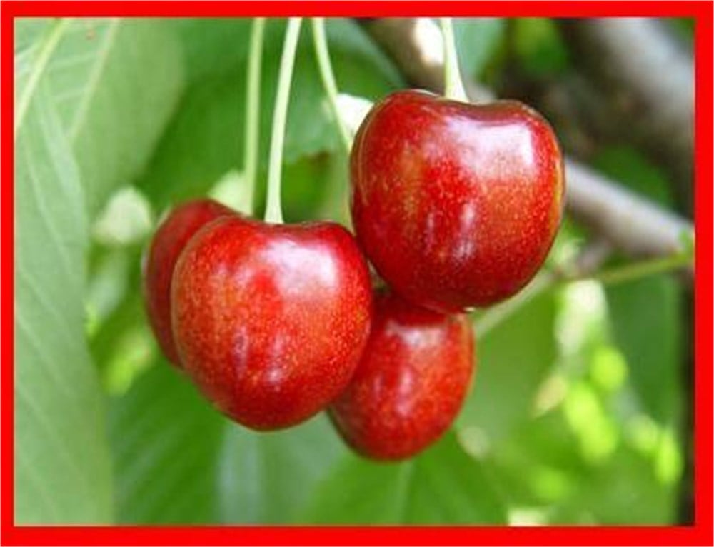 Lambert Kiraz Fidanı