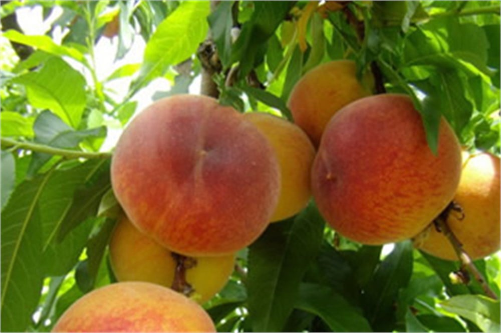 May Crest Şeftali Fidanı