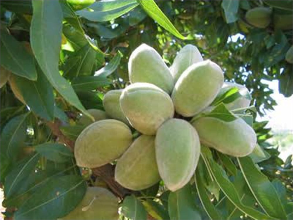 Nonparıel Badem Fidanı