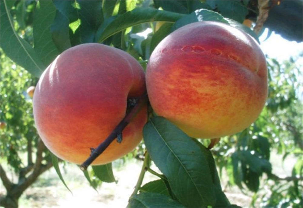 Red Haven Şeftali Fidanı