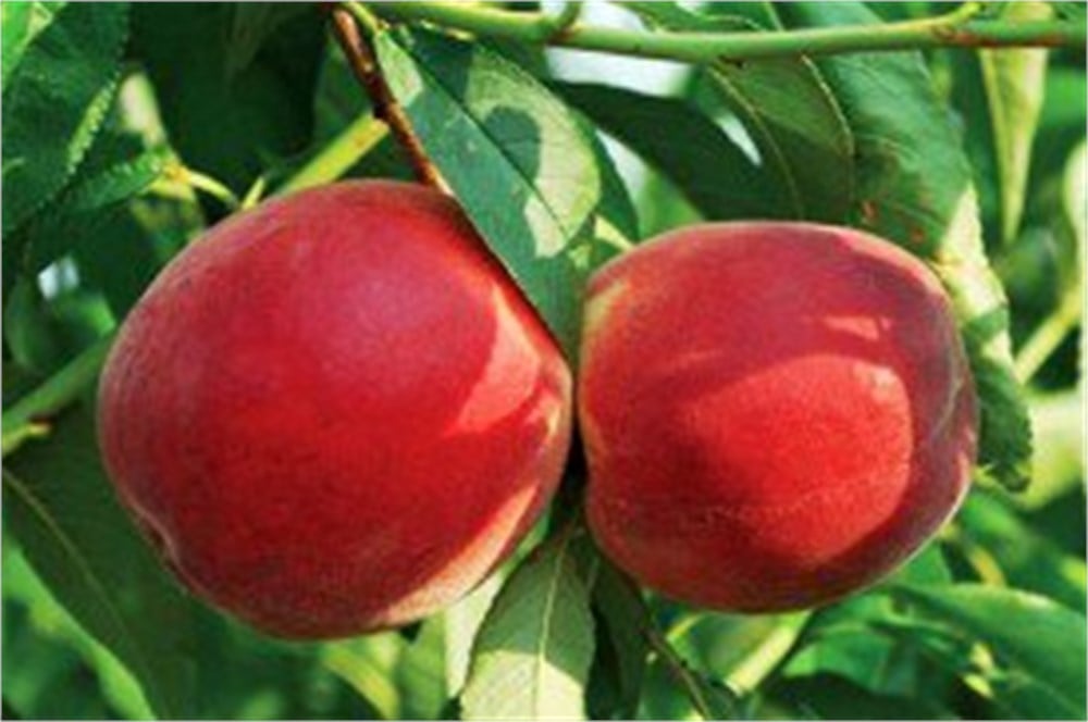 Rich May Şeftali Fidanı