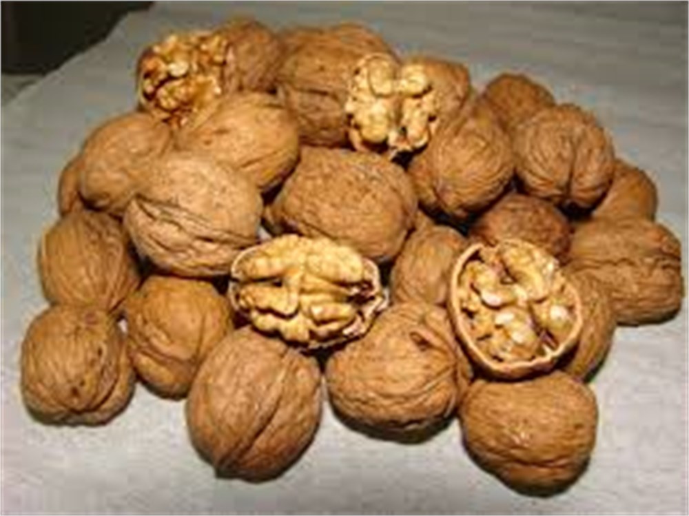 Şebin Ceviz Fidanı