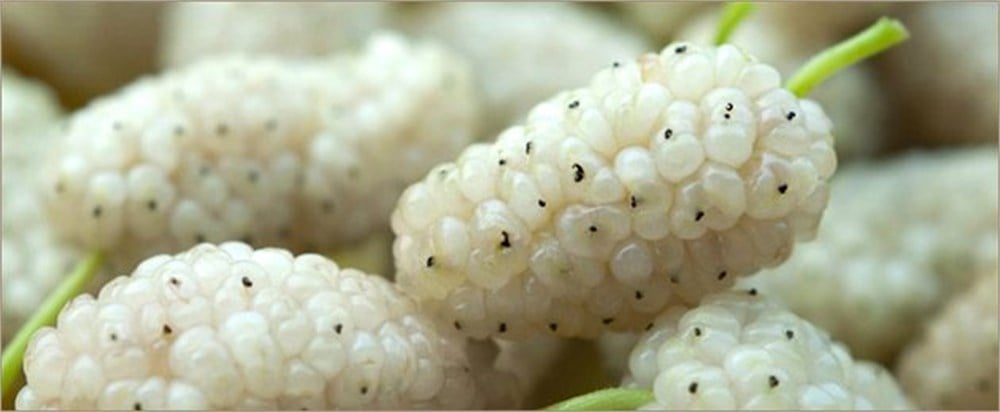 Yediveren Beyaz Dut Fidanı