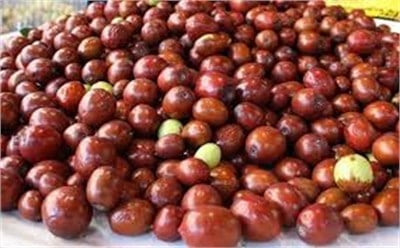  Hünnap Fidanı Yerli ( küçük meyveli) 