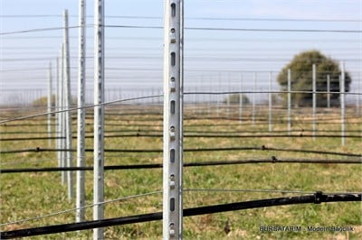 Ara Direk ( P5M Profil Alsace) 200cm