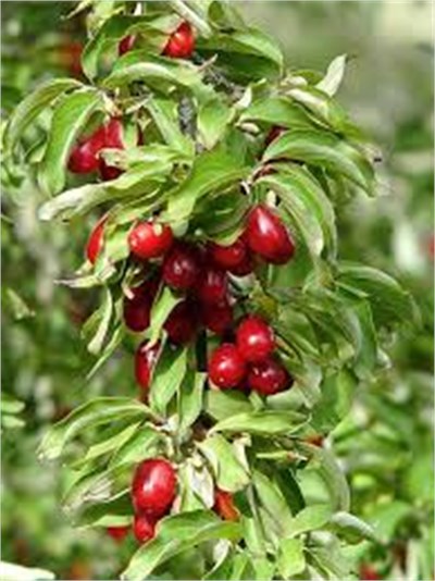 Kızılcık Fidanı (Aşılı)