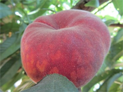 Plane Sun Nektarin Fidanı