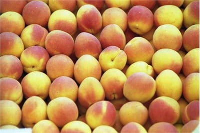 Şekerpare Kayısı Fidanı