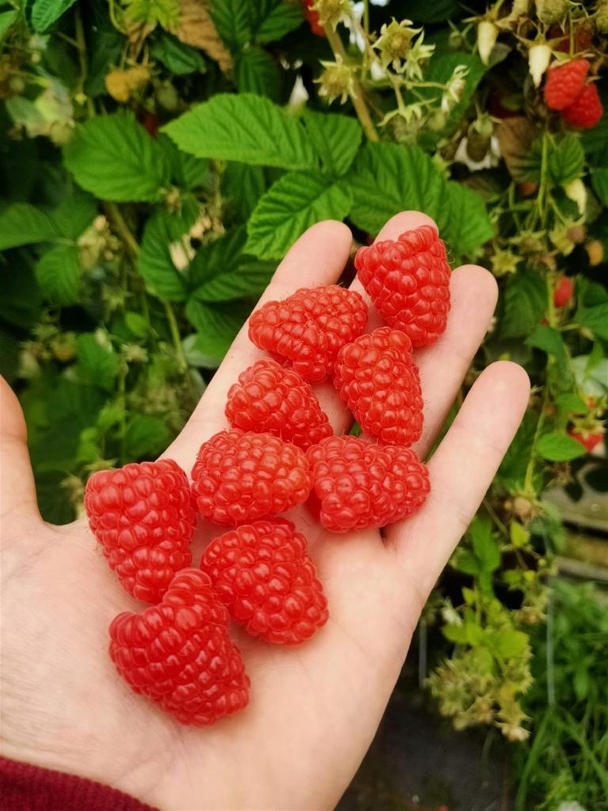 BURSATARIMHusaria Ahududu Fidanı