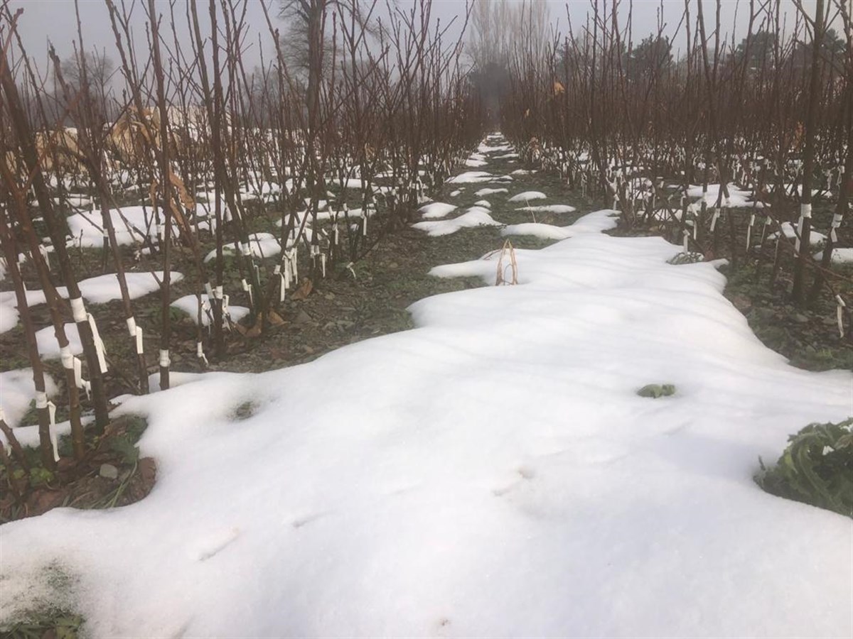 Aşısız Kestane Fidanı 10lu