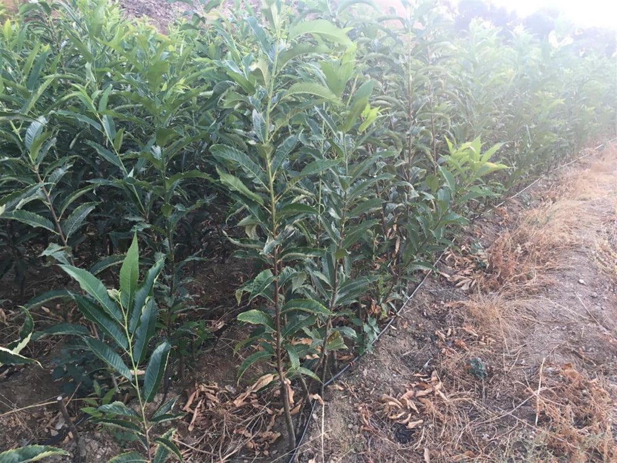 Aşısız Kestane Fidanı 10lu