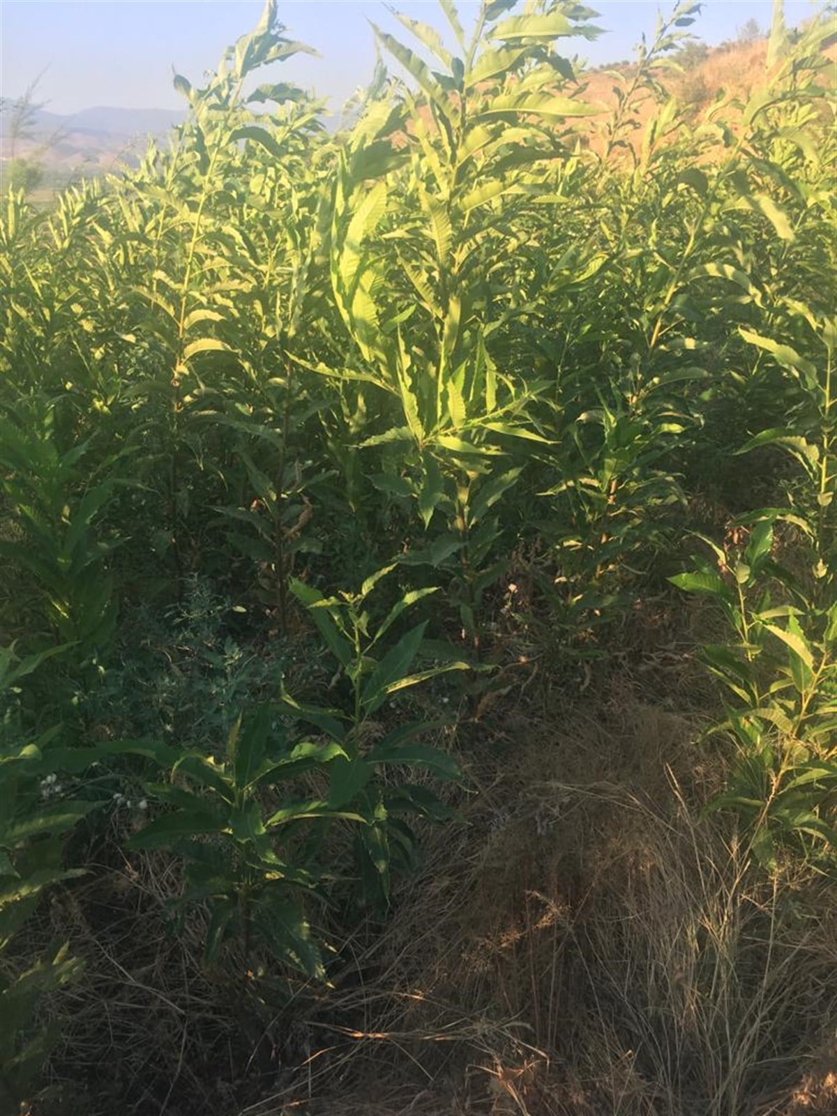 Aşısız Kestane Fidanı 10lu