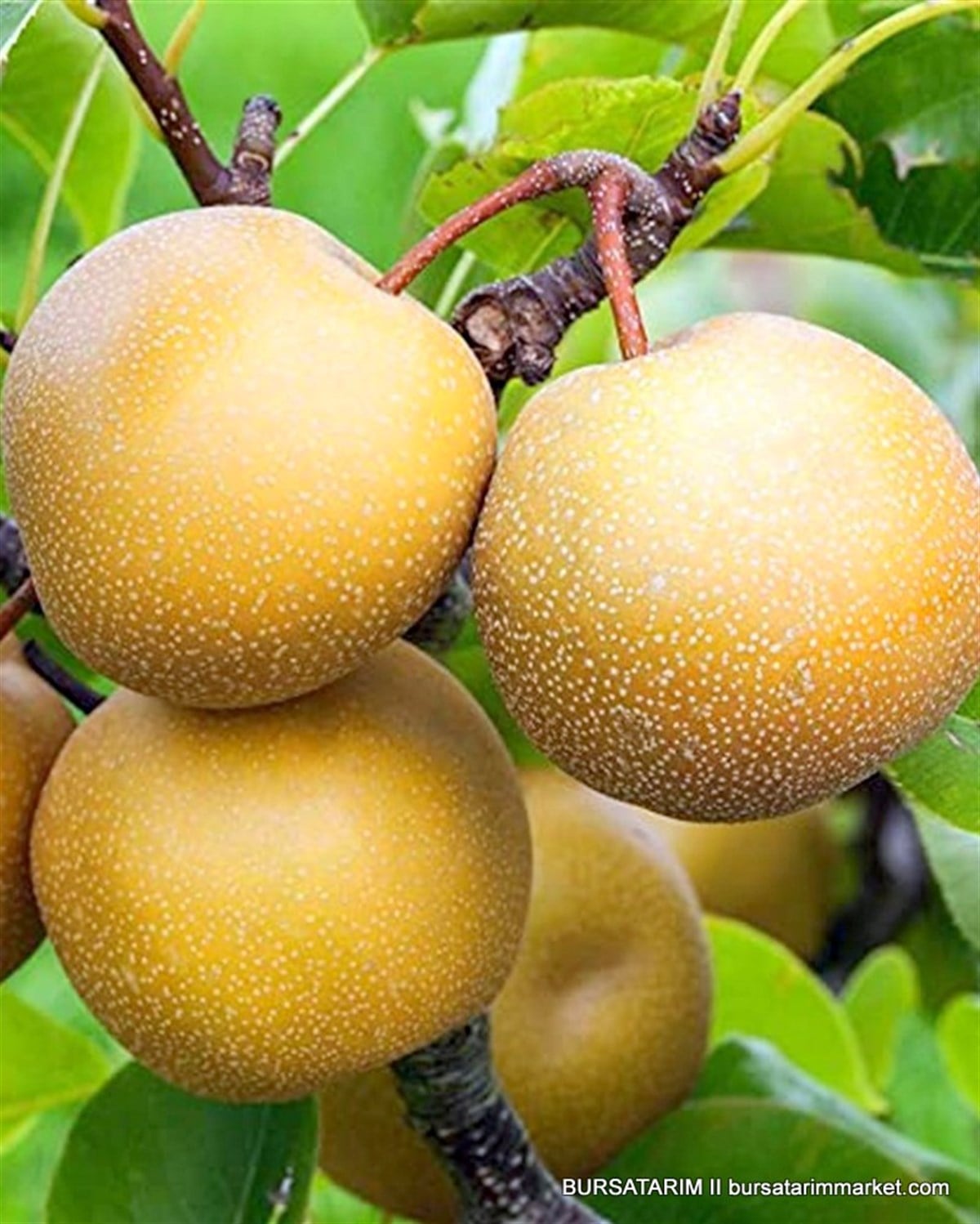 Nashi - Dev Armut Fidanı