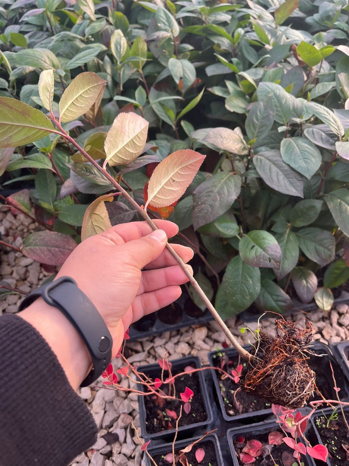 1 Yaşlı Nero Aronia ( Aronya) Fidanı