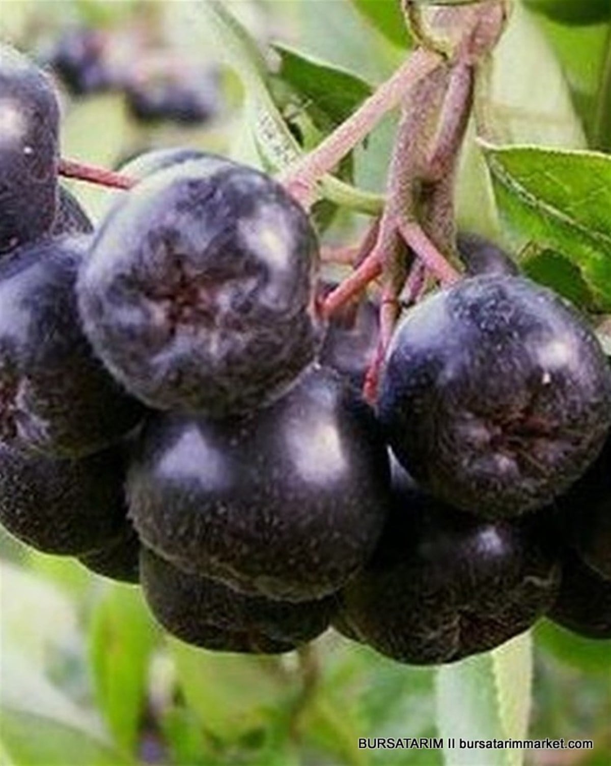 2 Yaşlı Galicjanka Aronia ( Aronya) Fidanı