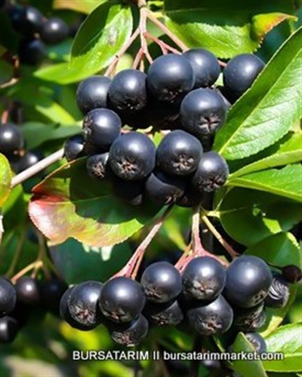 1 Yaşlı Galicjanka Aronia ( Aronya) Fidanı