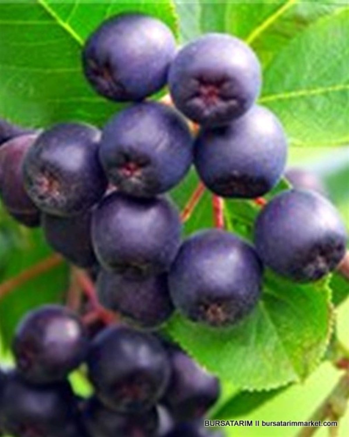 2 Yaşlı Viking Aronia ( Aronya) Fidanı