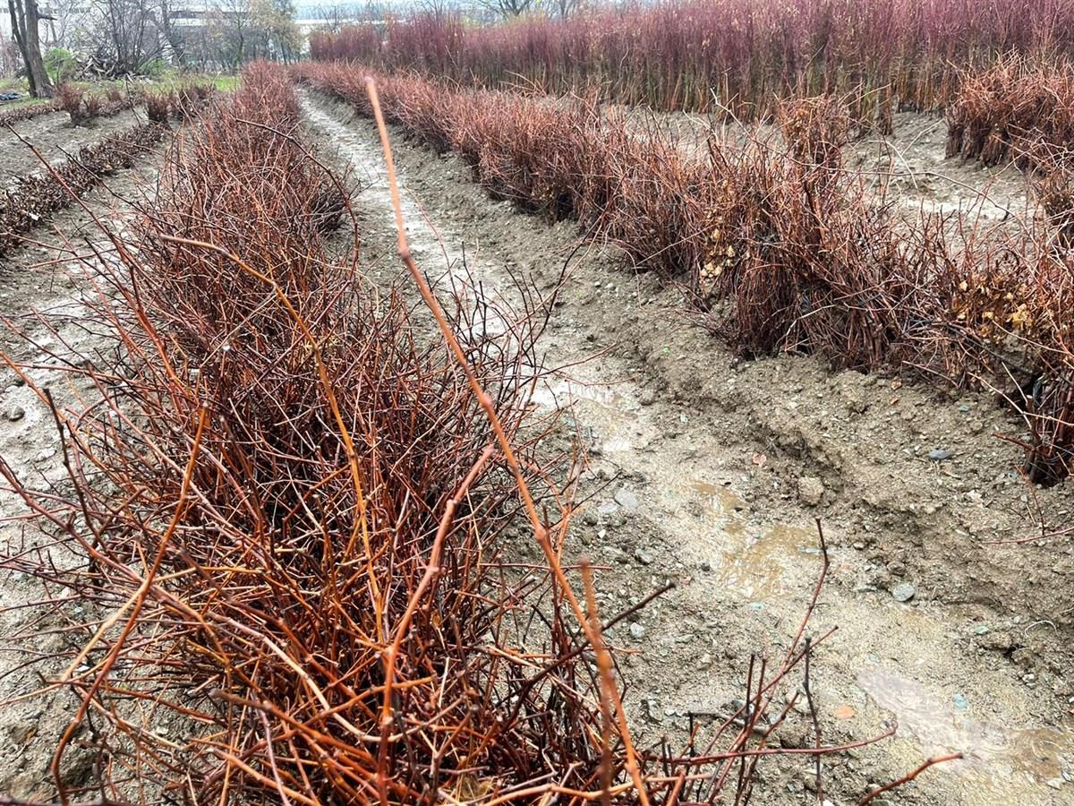 5BB AMERİKAN ASMA ANCI