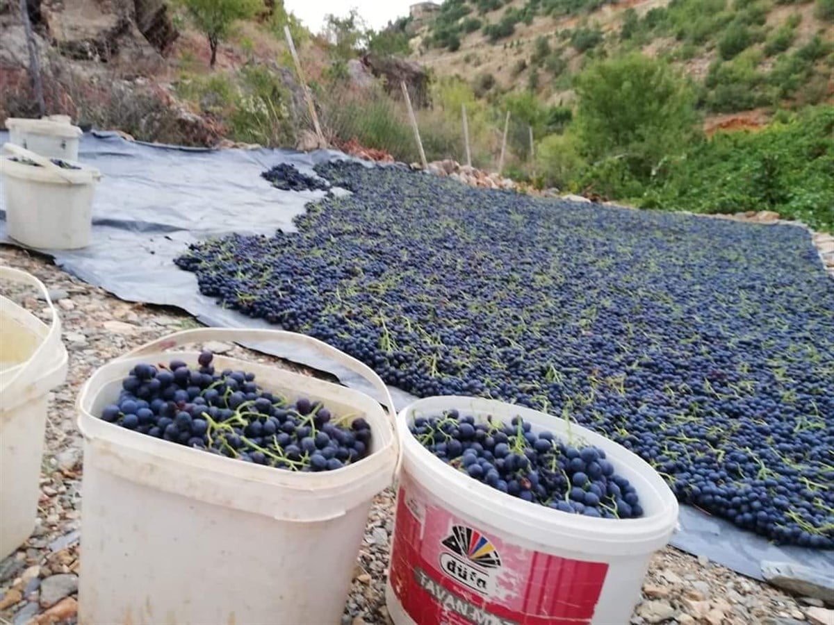 Ekşi Kara Üzüm Fidanı