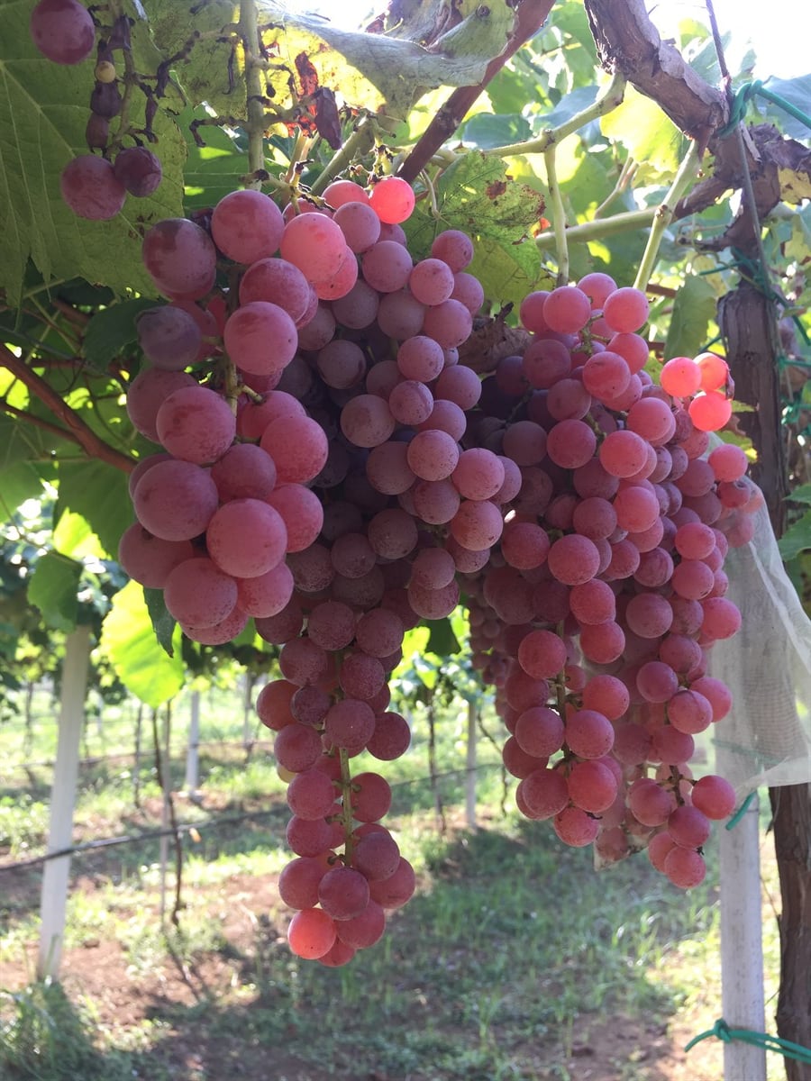 Glenora seedless ( Çekirdeksiz ) Üzüm Fidanı