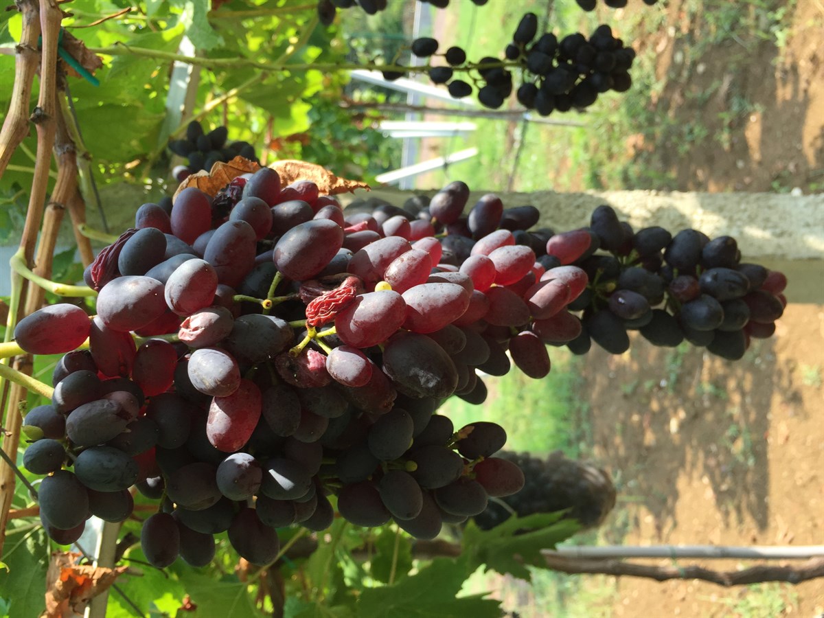 Hendrickson Seedless Üzüm Fidanı 