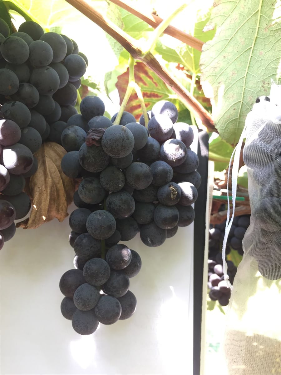 Mars Seedless Üzüm Fidanı 