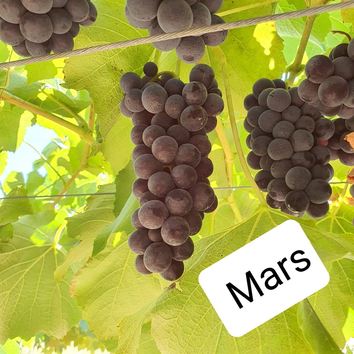 Mars Seedless Üzüm Fidanı 